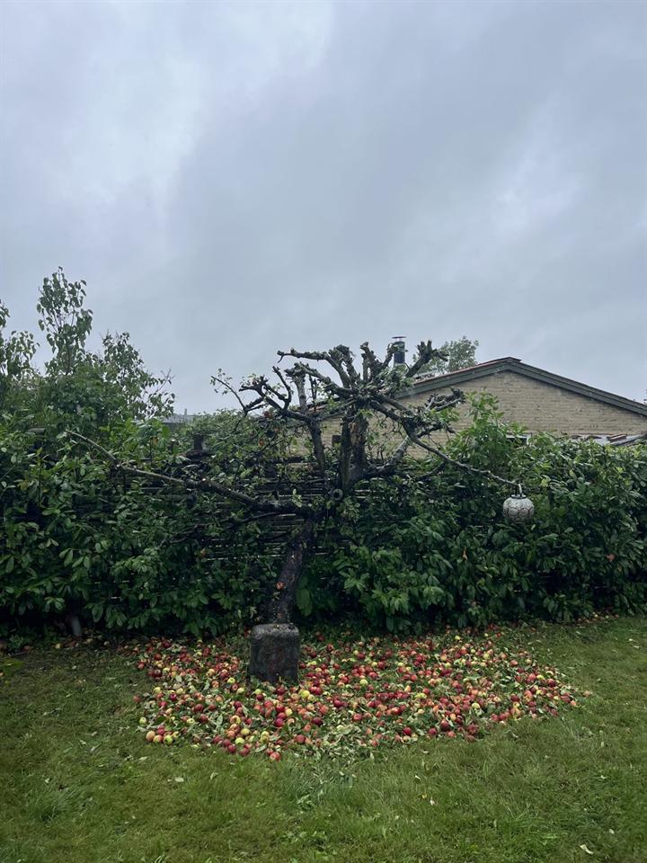 Æbletræ efter