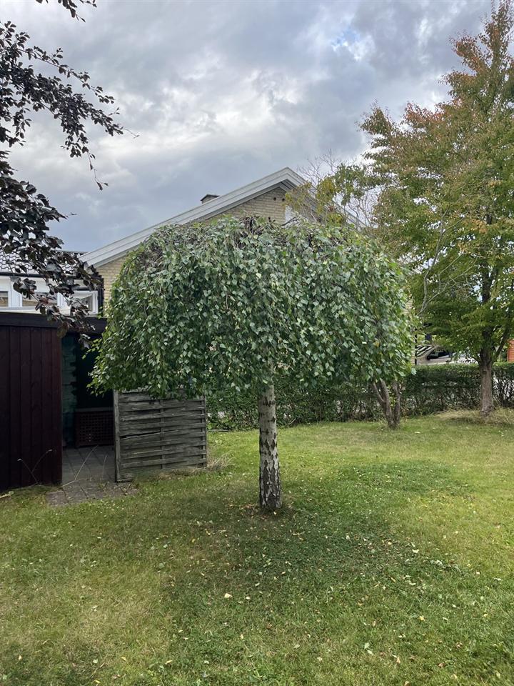 Hængebirk efter